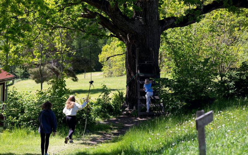Barn leker vid den stora eken på Brevik
